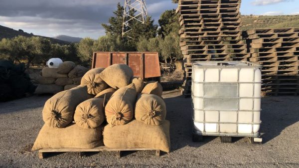Collected olives to produce olive oil