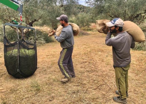How are olives harvested