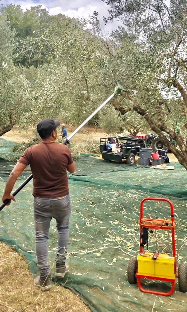 How are olives harvested to make olive oil im Greece