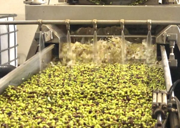 Washing of collected olives to make olive oil