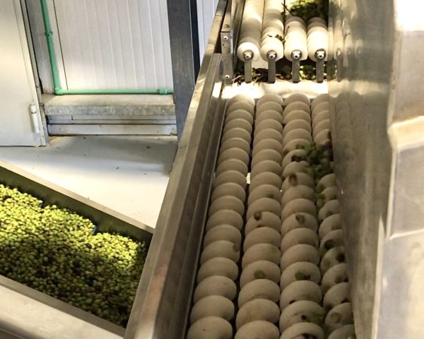 Washing and sorting of olives before producing olive oil