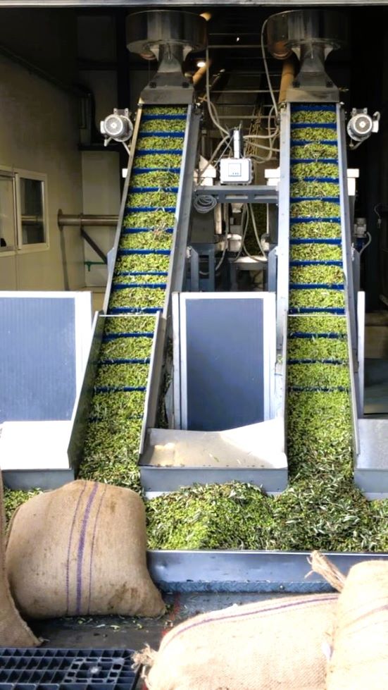 Olives processing to make fresh early harvest olive oil