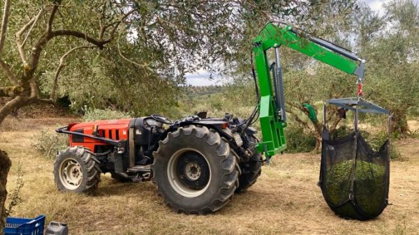 Olives collection in Greece to make olive oil