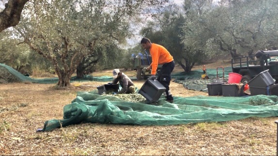 How to make olive oil from olives