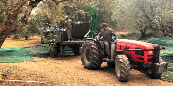 Olives are harvested in Greek garden