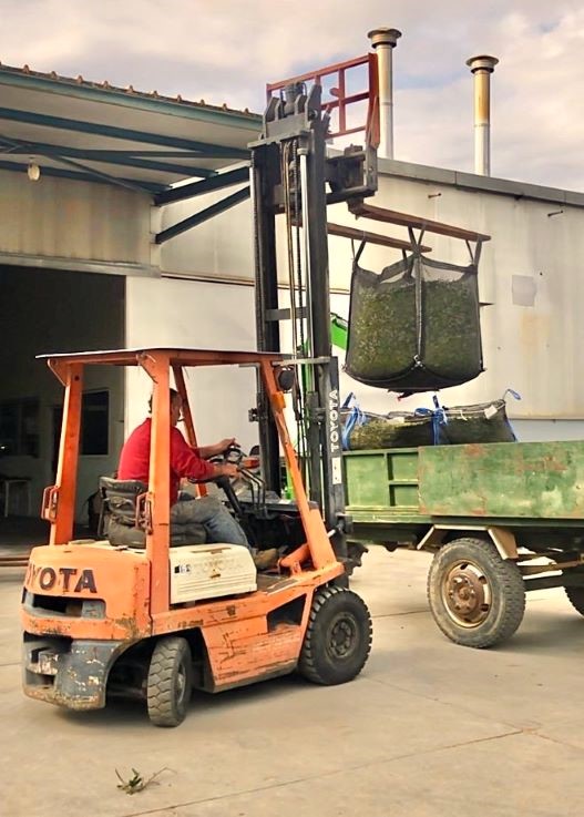 Unloading just harvested olives