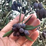 From dark purple to black olives late harvest in January - February