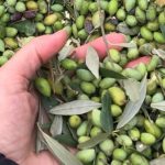 Green olives early harvest in October - November