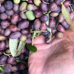 Purple olives main harvest in December